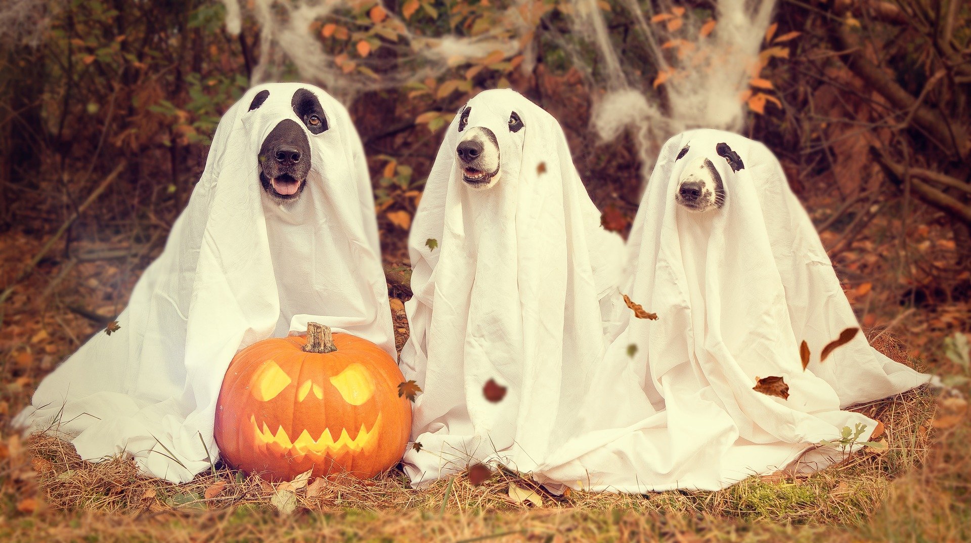 Les feuilles d'Automne jonchent le sol, trois chiens sont recouverts d'un drap. Voilà 3 beaux petites fantômes ! Une citrouille est posé prés d'eux. 